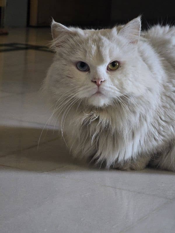 Persian male cate 1