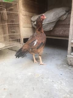 Aseel  Murgi  & Miya wali murga & turkey bird pair for sale