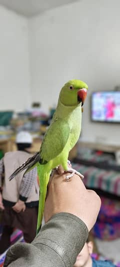 love Bird for sale