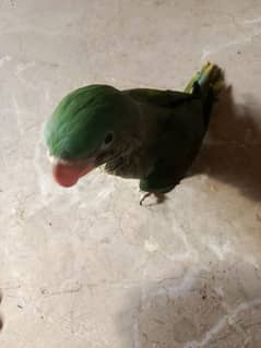 raw baby parrot 1 time feed pa ha