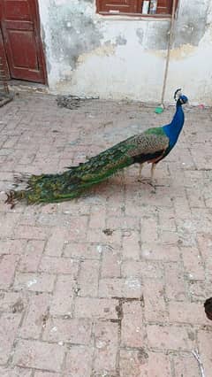 blue shoulder peacock breeder pair