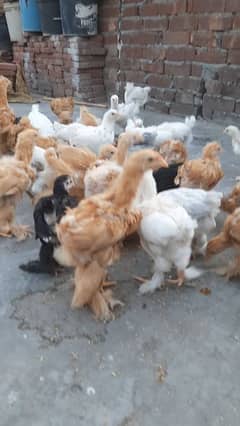 Golden buff White buff chicks for sale