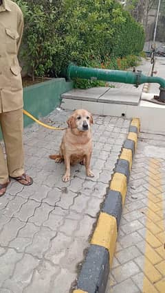 Labrador Dogs