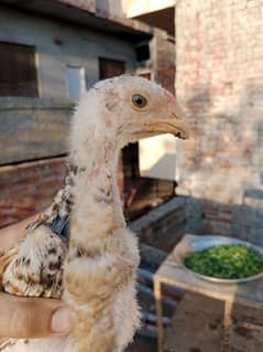 Japanese Shamo Chicks