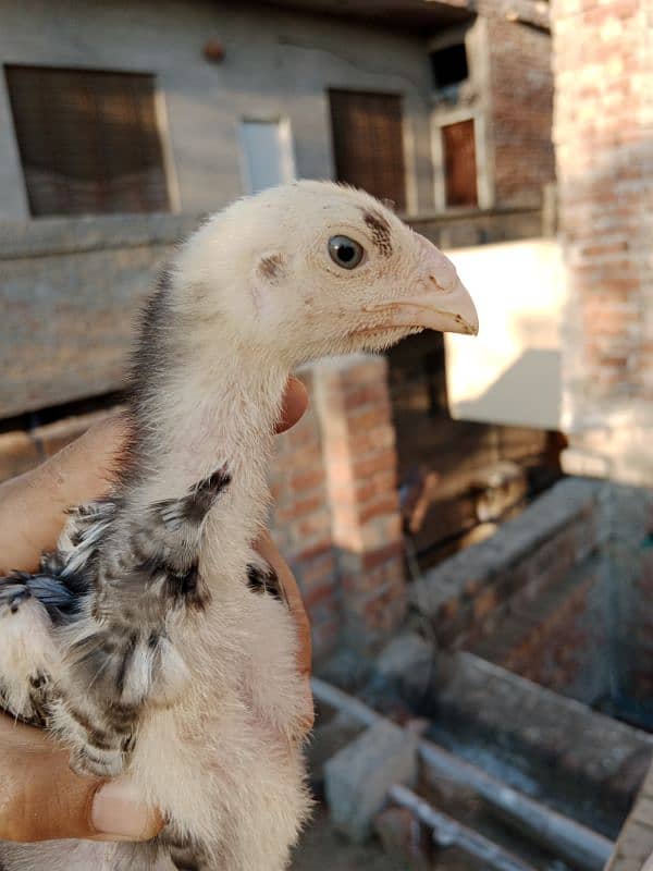 Japanese Shamo Chicks 3