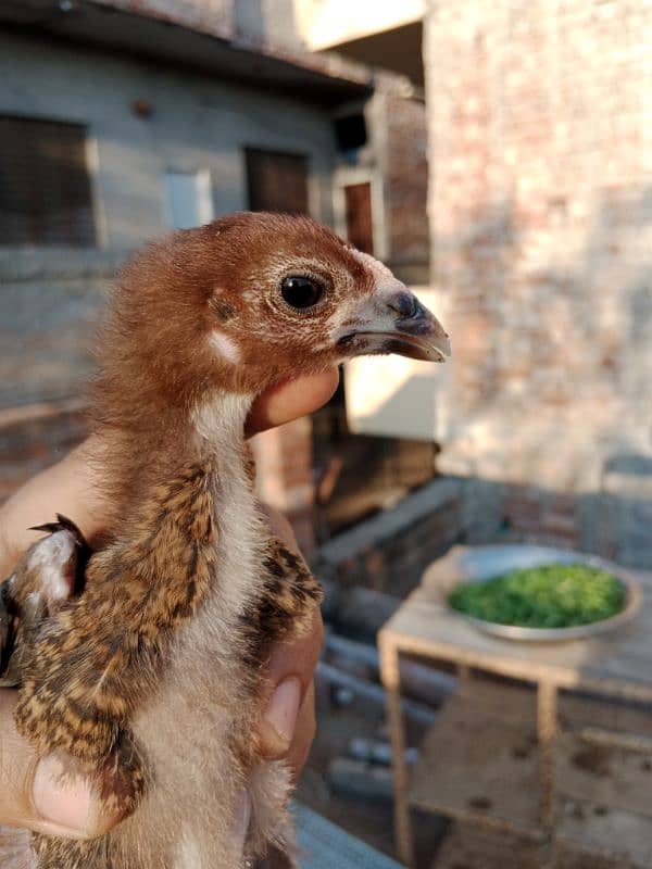 Japanese Shamo Chicks 6