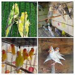 Budgies, hogo, finches, lutino lovebirds, And free budgies