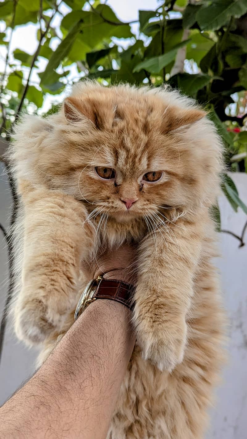 Golden Persian cat 0