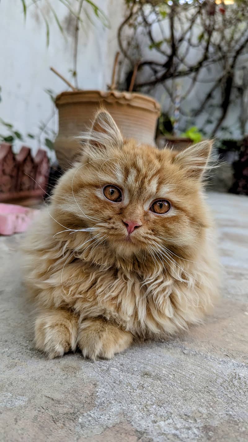 Golden Persian cat 1