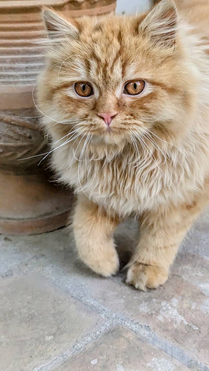 Golden Persian cat 2