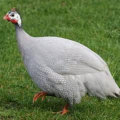 love bird | cocktail | guinea fowl | breeding boxes