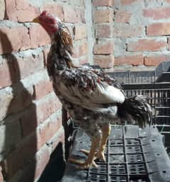 Aseel hens for sale whatapp 03256365873