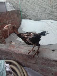 3 mainwali aseel chicks for sale