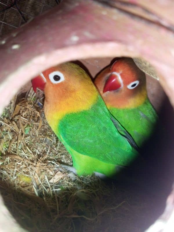 love birds for sale 0