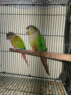 yellow sided Green cheek Conure High Red factor