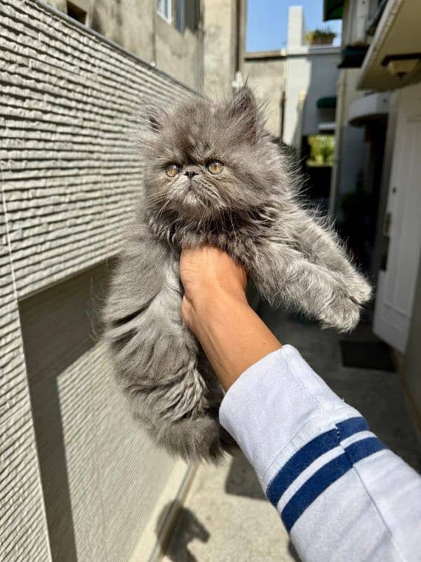 Persian Male Kitten 0