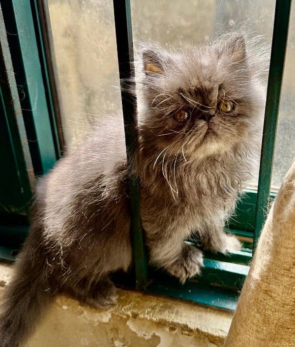 Persian Male Kitten 1