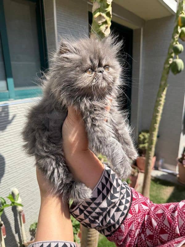 Persian Male Kitten 2