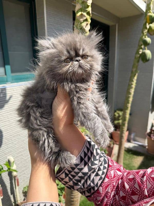 Persian Male Kitten 3