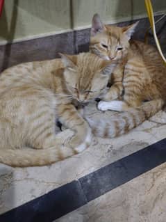 female cat free ma location malir karachi