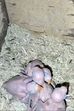 Talking Parrot Chicks