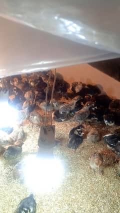 fayumi, Australorp for sale, 20 day old chicks