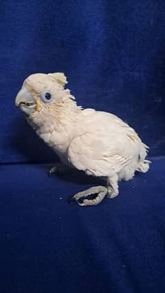 cockatoo