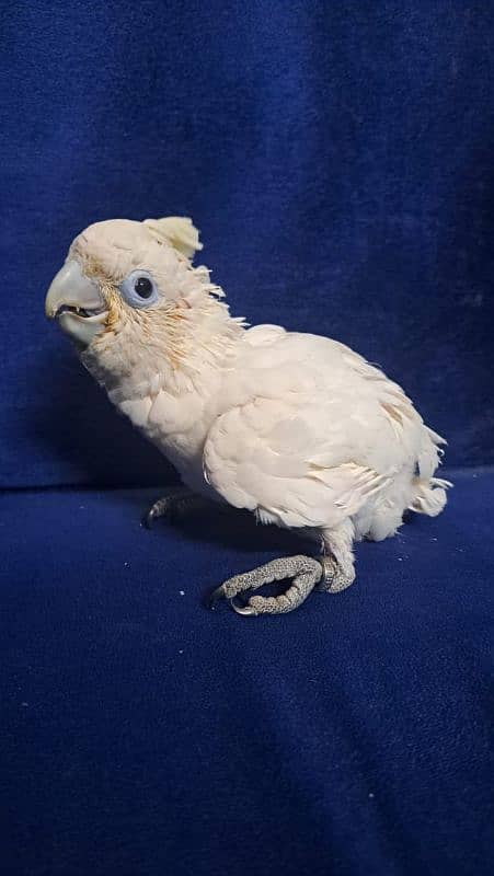 cockatoo 0