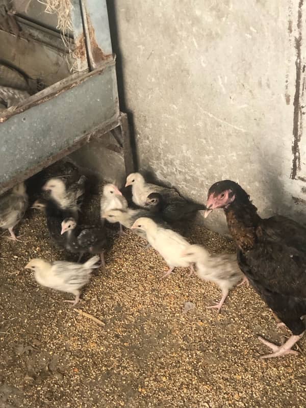 hen with chicks 0