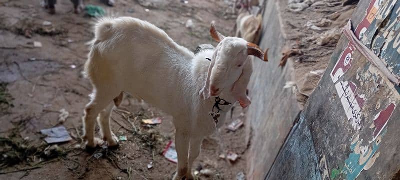 gulabi Cross bakra 0