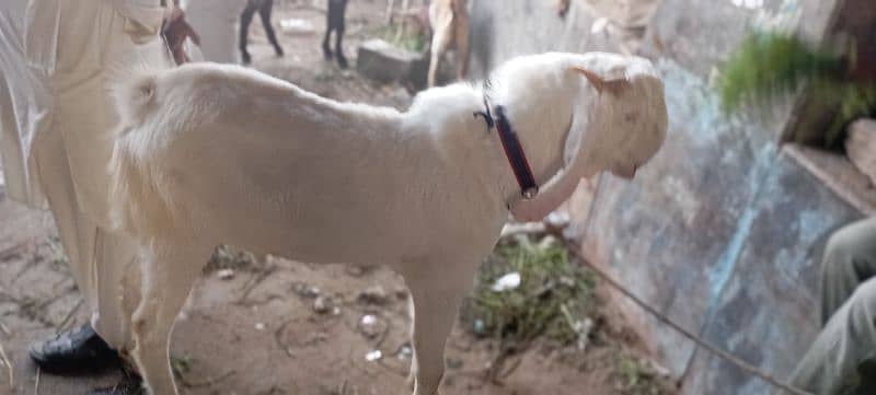 gulabi Cross bakra 4