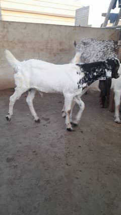 male jori for sale patryri & makhi cheena cross