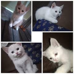 Adorable himalian pskitten looking for forever homes (2 male 2 female)