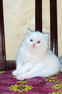 Persian Male Kitten