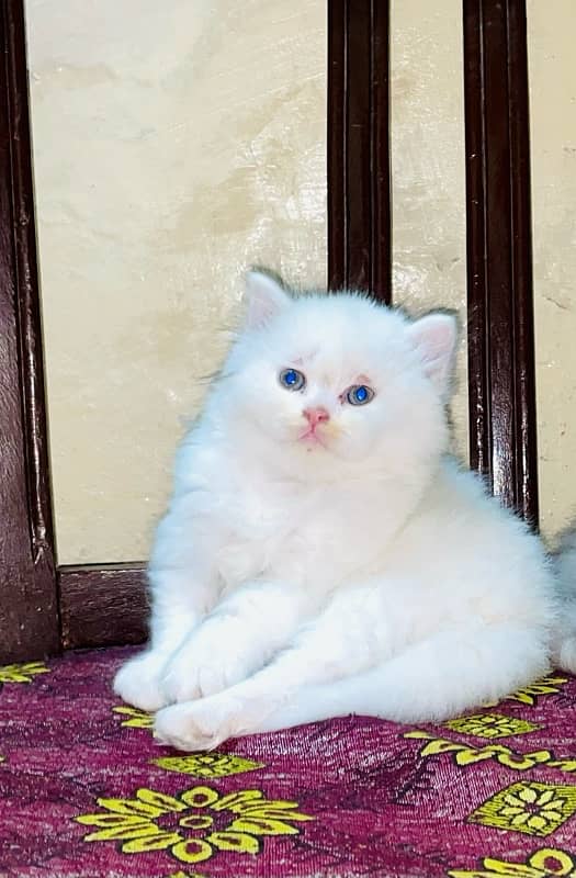 Persian Male Kitten 0