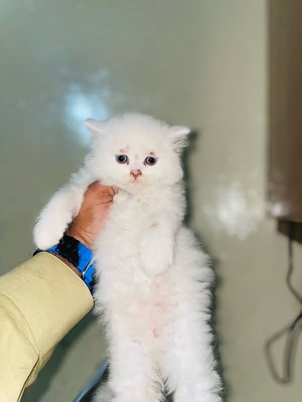 Persian Male Kitten 1