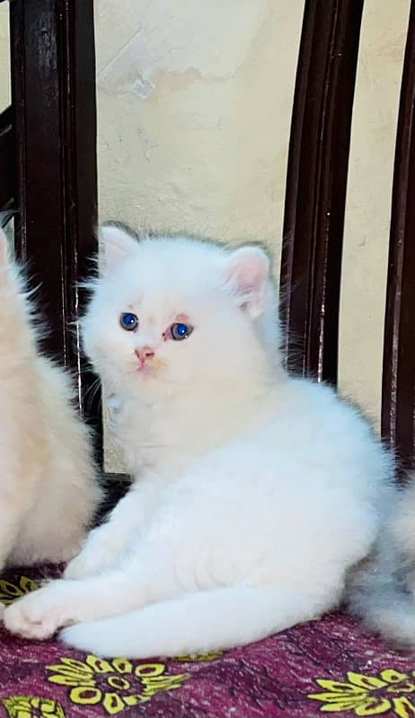 Persian Male Kitten 2