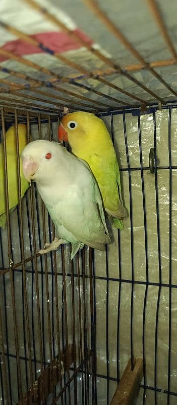 Lutino Albino and Creamino Love Bird Parrot 5