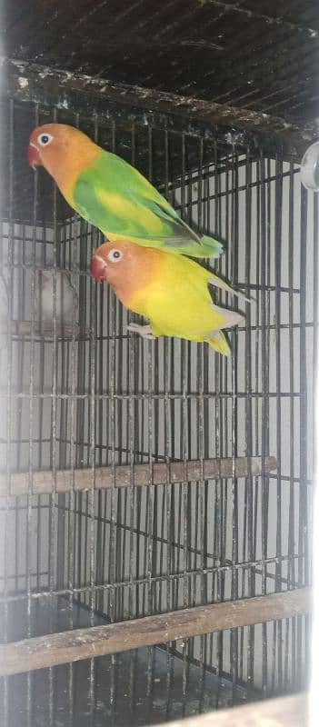 Lutino Albino and Creamino Love Bird Parrot 1