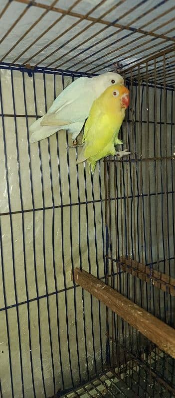 Lutino Albino and Creamino Love Bird Parrot 7