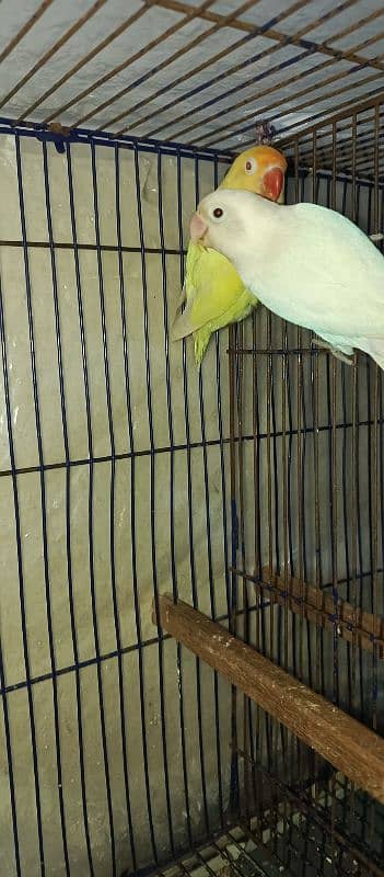 Lutino Albino and Creamino Love Bird Parrot 8