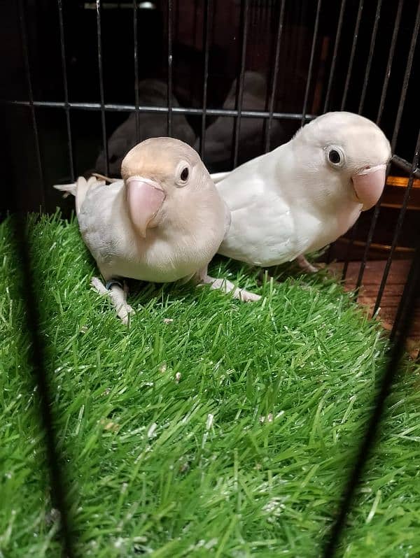 Lutino Albino and Creamino Love Bird Parrot 4