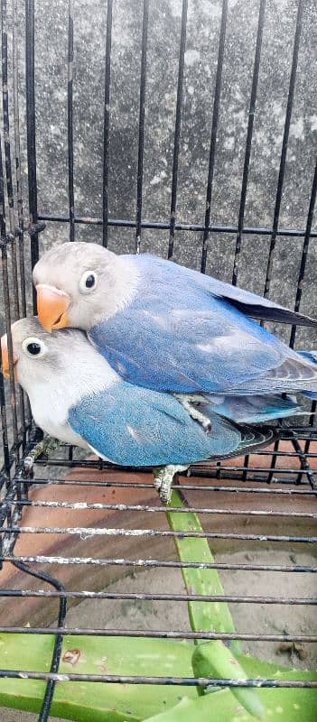 Lutino Albino and Creamino Love Bird Parrot 3