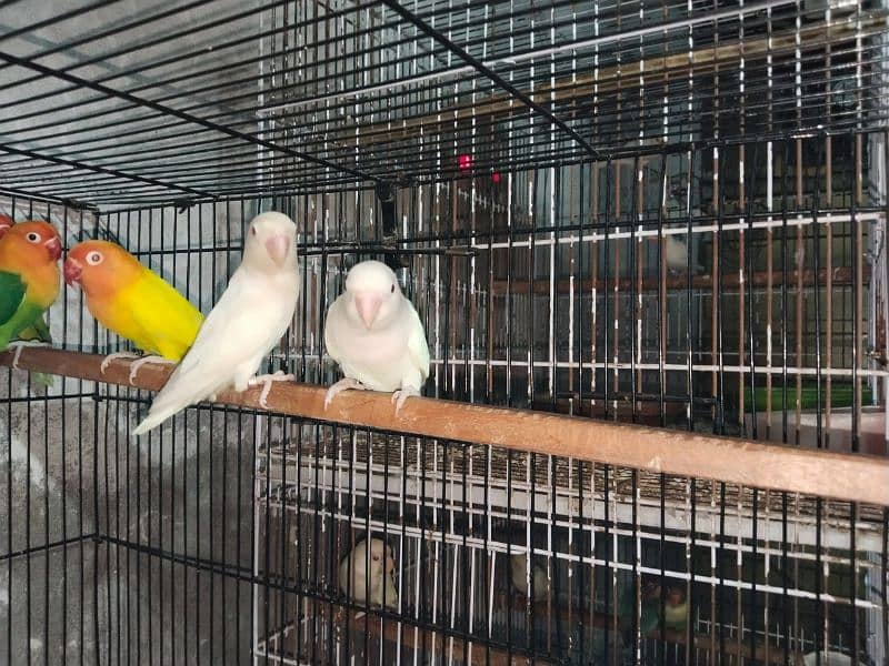 Lutino Albino and Creamino Love Bird Parrot 2