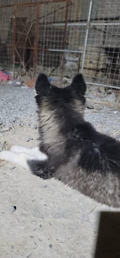 siberian husky wolly coat female 5 months age