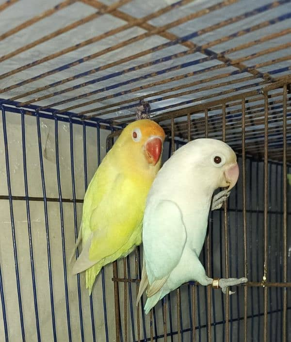 Lutino Albino and Creamino Love Bird Parrot 0