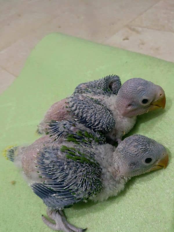 Raw parrot chicks 0