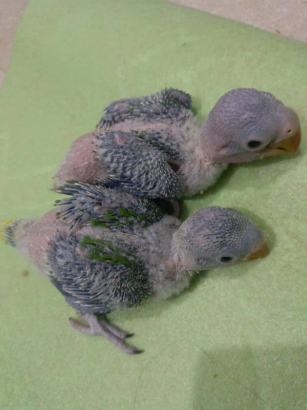 Raw parrot chicks 1