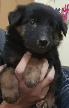 Female gsd puppy