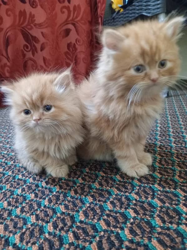 persian kitten pair 0